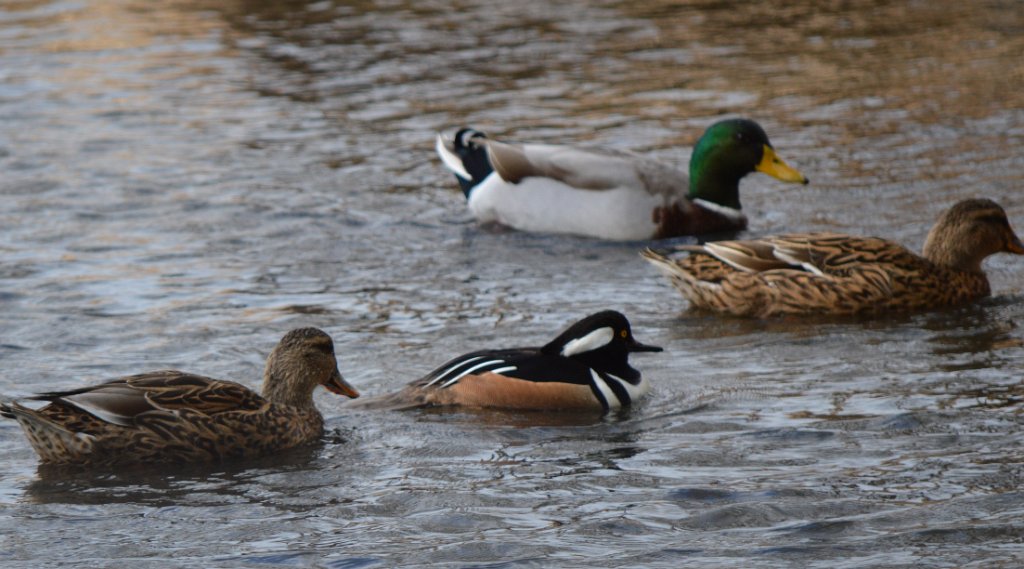 Hooded Merganser.jpg - Hooded Merganser and Mallards. Photo by Tim Farek
